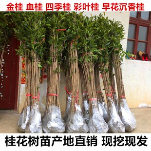 咸宁桂花树苗庭院别墅绿化地栽苗八月桂金桂丹桂血桂四季桂彩叶桂