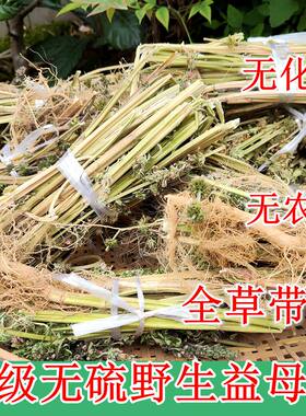 新品干货野生白花益母草500g包邮红糖姜茶调理姨妈催经泡益母草茶