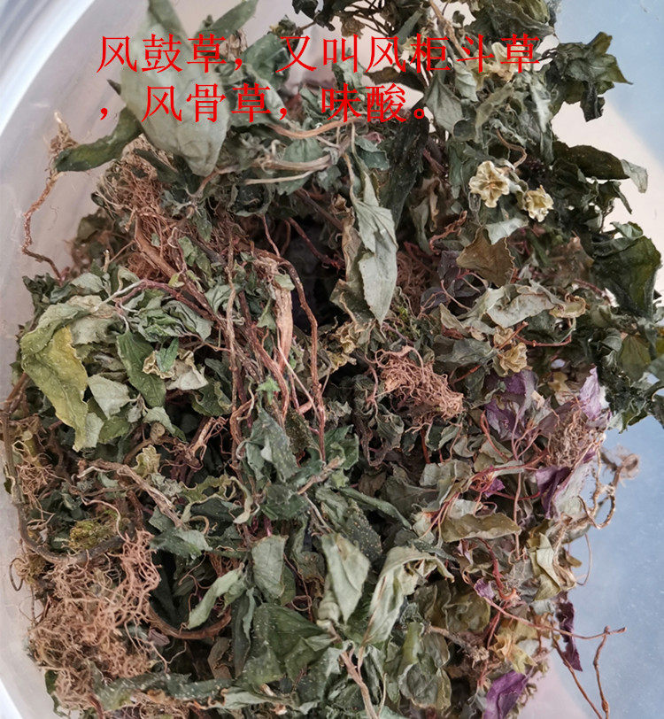 2022新品野生风柜斗草风鼓草风古草风骨草250g干品非特级抖音同款