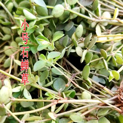 野生小号石蝉草500克包邮