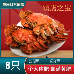 黄河口大闸蟹5两公4两母礼盒鲜活特大大闸蟹8只源头直达