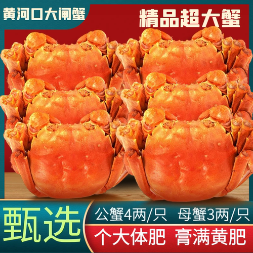 黄河口大闸蟹鲜活蟹螃蟹礼盒4两公3两母源头直达死蟹包赔可发全母