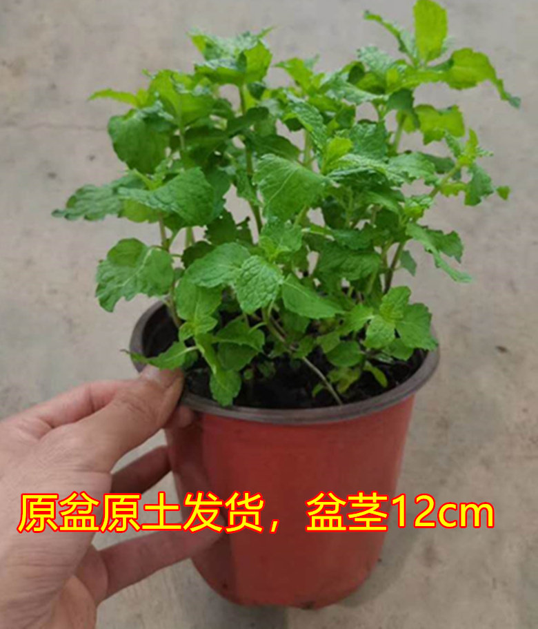 柠檬香水薄荷根苗云南食用香草盆栽薄荷带叶原土包邮薄荷苗火锅菜图片