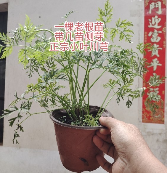 云南中草药盆栽正宗小叶红杆川芎老苗浓香食用川芎叶农家蔬菜川芎