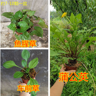 盆栽蒲公英苗茶婆婆丁种苗带根带盆幼儿园用车前草田野鱼腥草盆栽