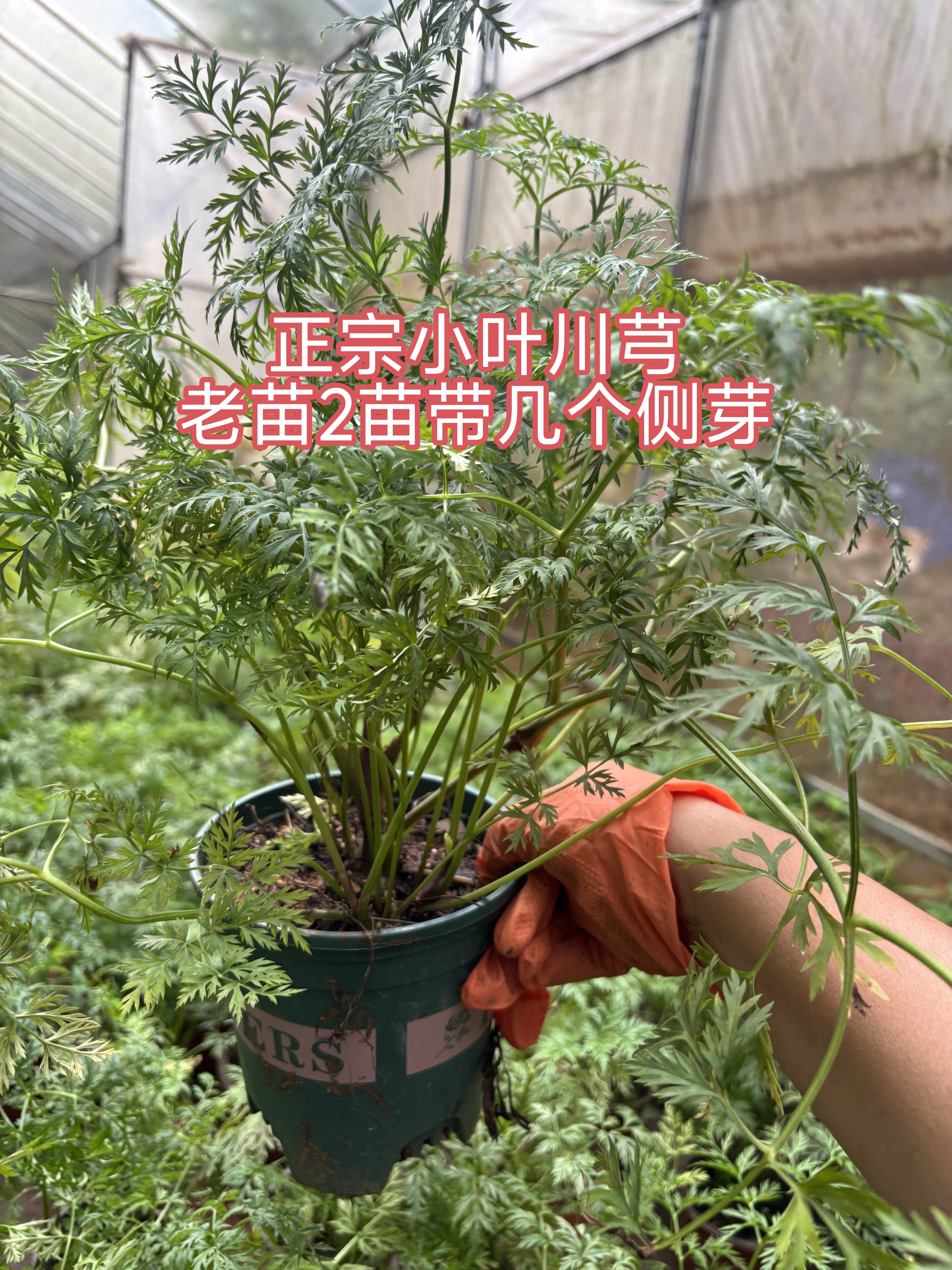 正宗小叶红川芎盆栽新鲜川芎叶精品川穹老苗正品药材香料云南直发