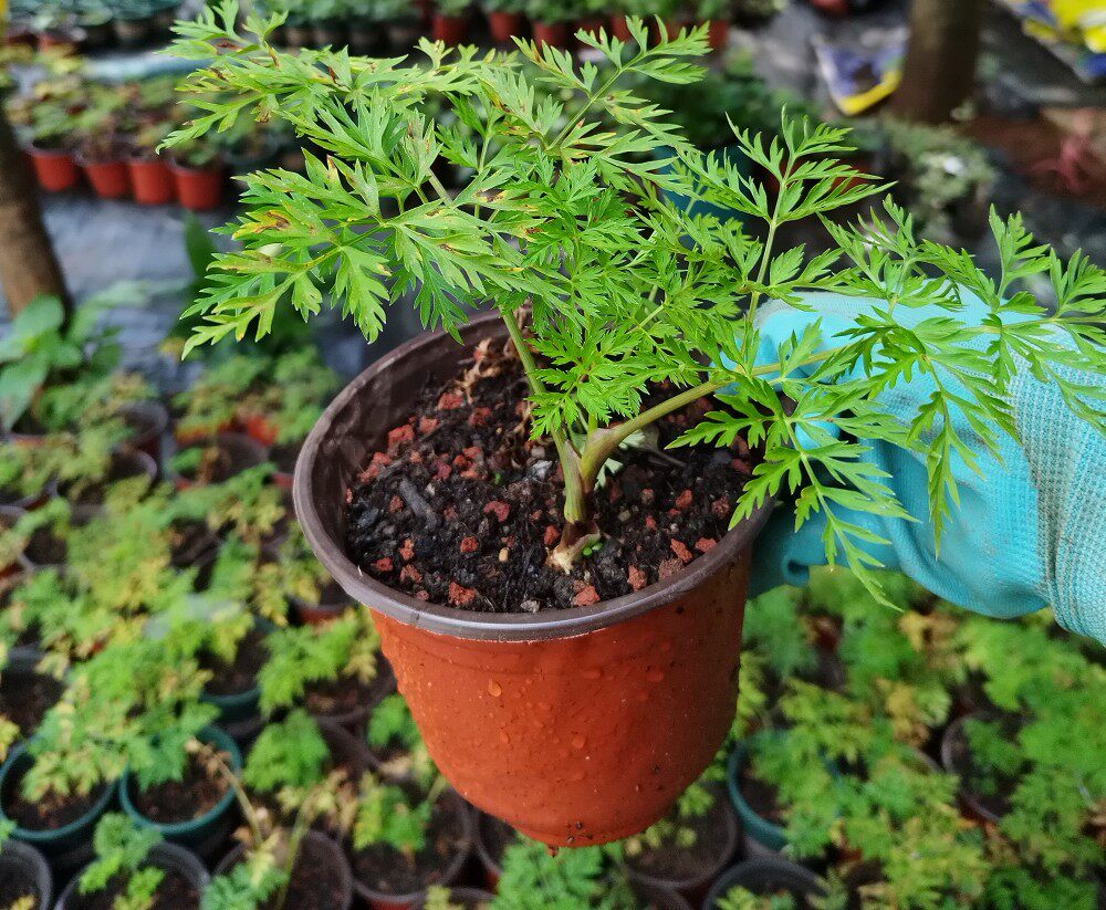 云南农家食用川芎大苗1盆包邮带块根原土小叶川芎苗浓香药材盆栽