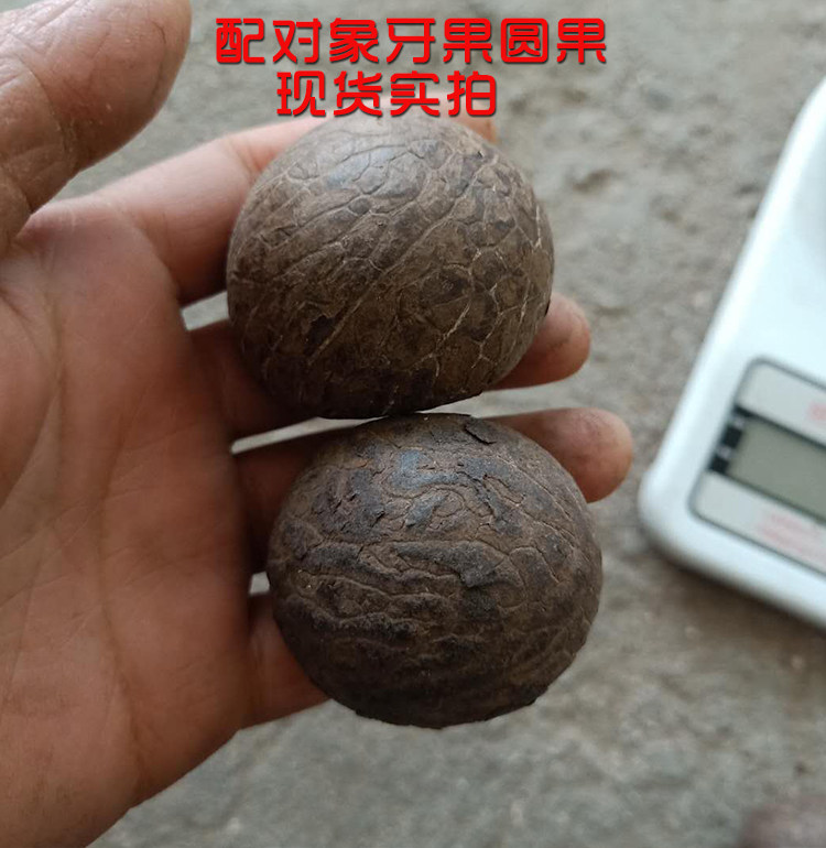 天然象牙果原料果揉手球果近似圆饱满配对圆果随机色原果特价现货