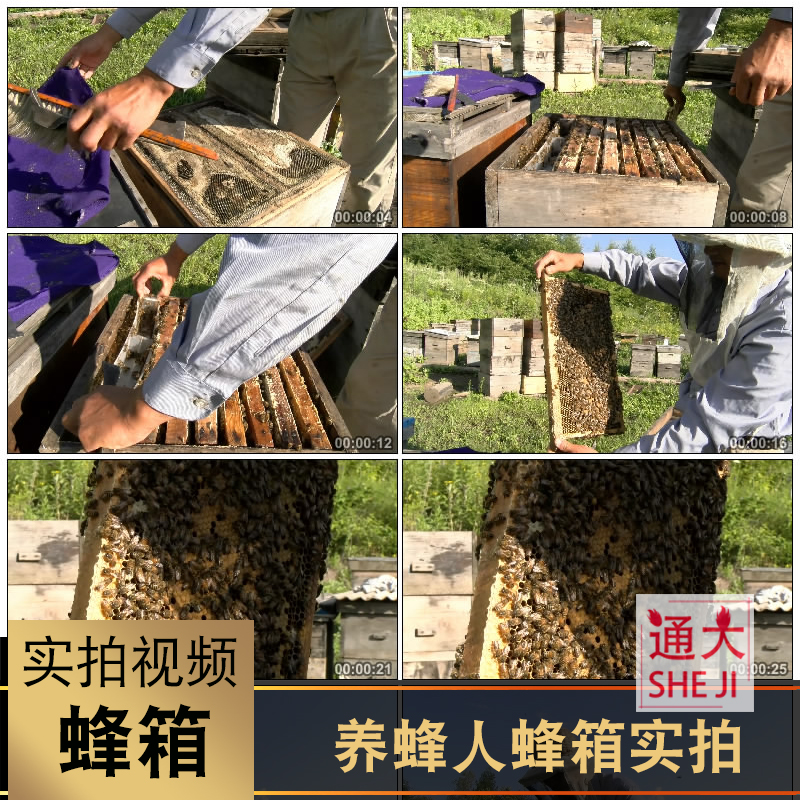 养蜂秘诀视频 最新养蜂技术视