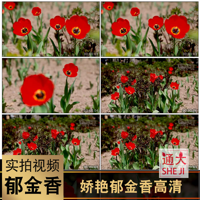 春天娇艳郁金香鲜花盛开花卉花朵田绽放花园植物特写