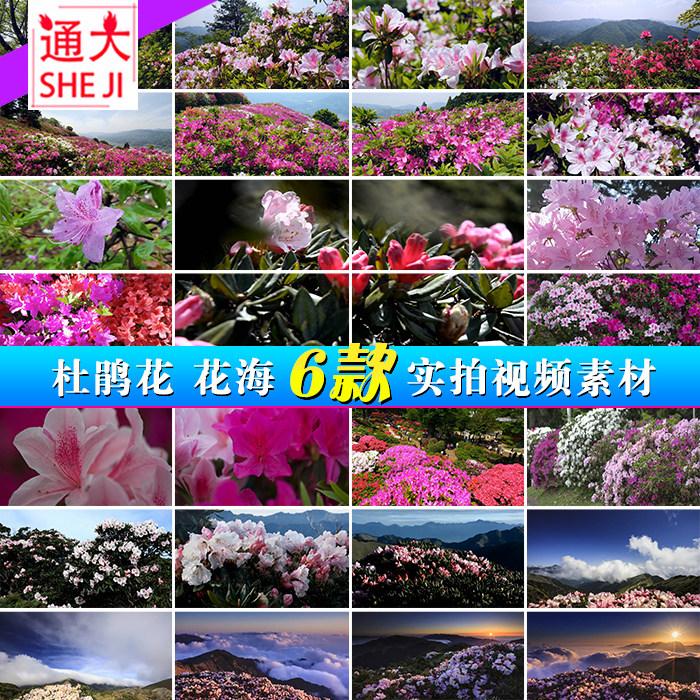 实拍山间唯美杜鹃花盛开映山红花海 春暖花开城市公园