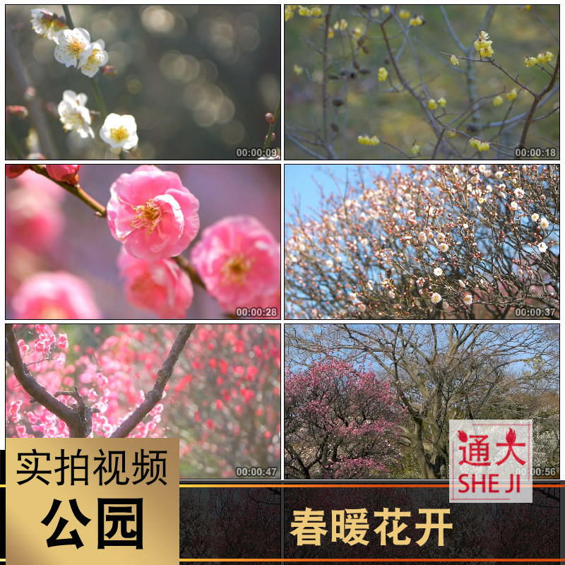 唯美公园春暖花开美景腊梅花桃花梨花鲜花盛开花朵
