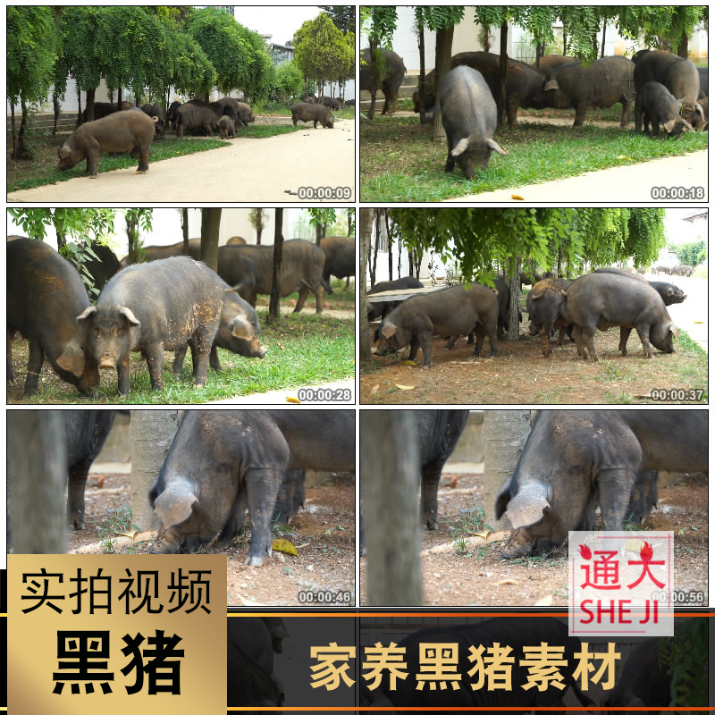畜牧饲养野猪家养黑猪养殖场基地绿色纯天然无污染实拍视频素材4k