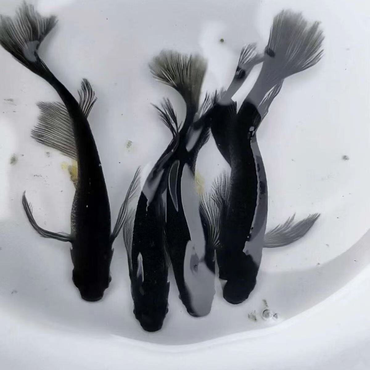 观背青鳉鱼耐寒荷花池桌面观赏鱼长鳍冷水小型古法缸大蛇天使之翼