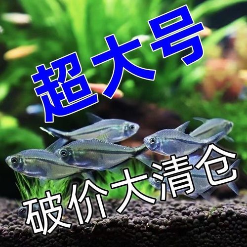 黑尾大勾鱼群游鱼草缸小型热带鱼
