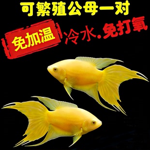 【玄黄】招财金黄色中国斗鱼普叉斗鱼国斗鱼活鱼活体耐养易养古法