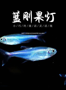 大号蓝刚果灯鱼小型热带鱼蓝色灯鱼七彩闪光蓝线灯淡水草缸群游鱼
