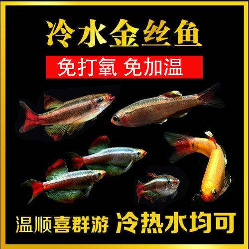 白云金丝鱼群游免打氧不加温