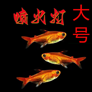 喷火灯鱼热带鱼观赏鱼活体淡水小型鱼草缸群游鱼灯鱼好养的小鱼苗