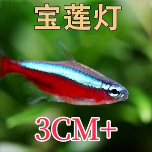 大号巴西宝莲灯鱼红绿灯科鱼热带淡水观赏小型水草群游斑马孔雀鱼