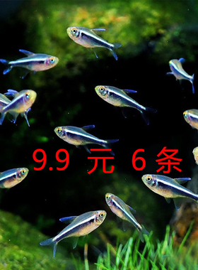 黑莲灯鱼黑灯管草缸群游观赏鱼小型热带鱼黑灯淡水红绿灯霓虹灯鱼