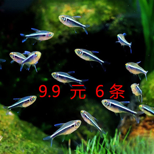 黑莲灯鱼黑灯管草缸群游观赏鱼小型热带鱼黑灯淡水红绿灯霓虹灯鱼