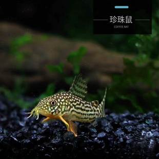 珍珠鼠鱼 满天星红翅珍珠鼠水草缸吃垃圾清洁工具底层鱼吃鱼便便