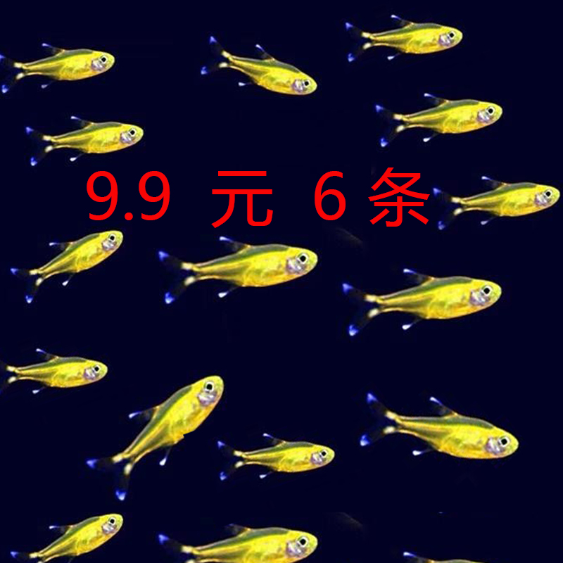小型鱼草缸群游鱼淡水鱼
