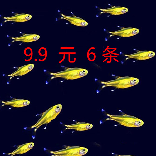 小型鱼草缸群游鱼淡水鱼