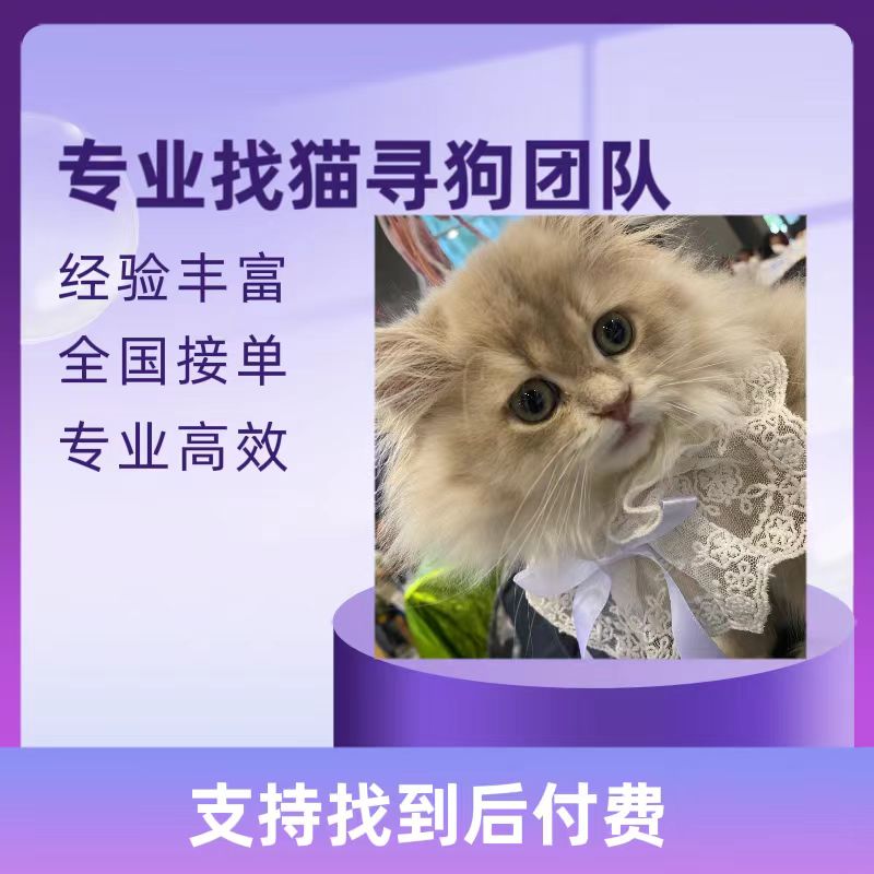 专业找猫团队猫咪宠物侦探