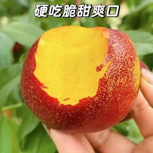 蒙阴蜜桃油桃新黄金密鲜水果甜脆多汁