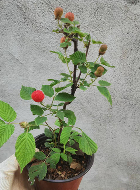 野草莓蓬蘽覆盆子苗灯笼泡农村覆盆树莓带盆栽水果泡易种野外生长