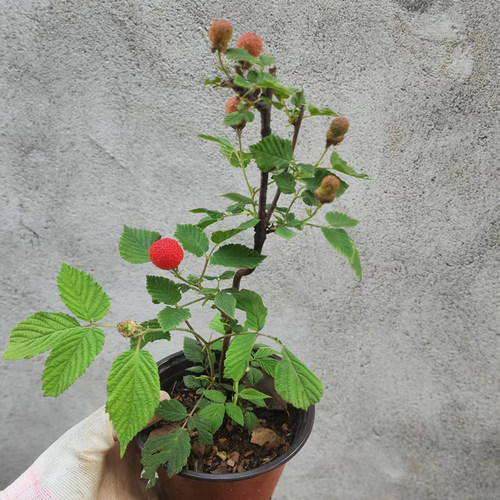 野草莓苗阳台盆栽易种植果实好吃