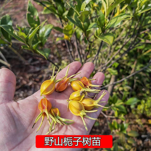 野黄栀子树苗现挖发货山栀子花
