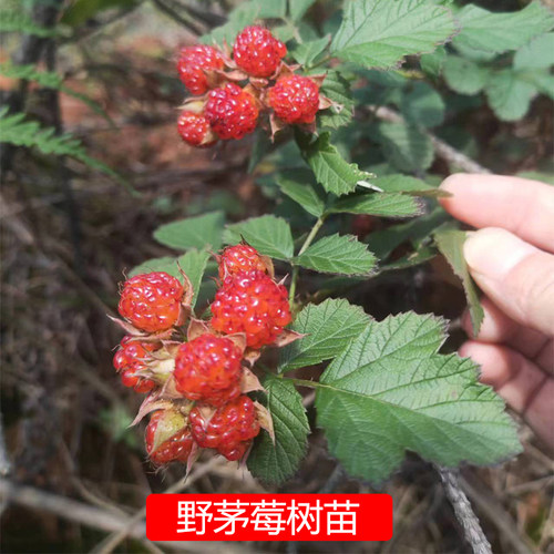 茅莓树苗当年结果酸甜野果子