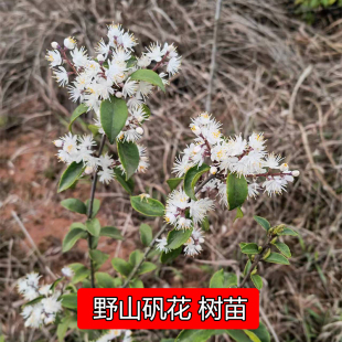 农村山矾花树苗七里香现挖现发庭院种植四季 常绿盆栽盆景柘花