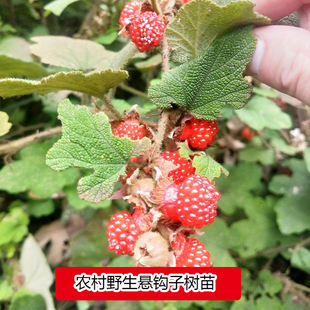 寒莓农村野外粗叶悬钩子大叶泡老虎泡八九月泡牛尾泡藤蔓爬藤常绿