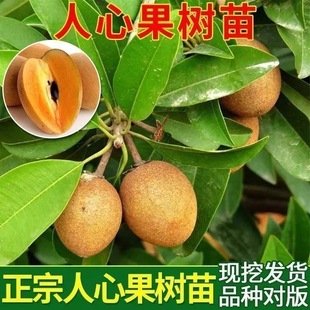 广西发货人心果苗果树苗盆栽地栽四季种植当年结果原土原杯