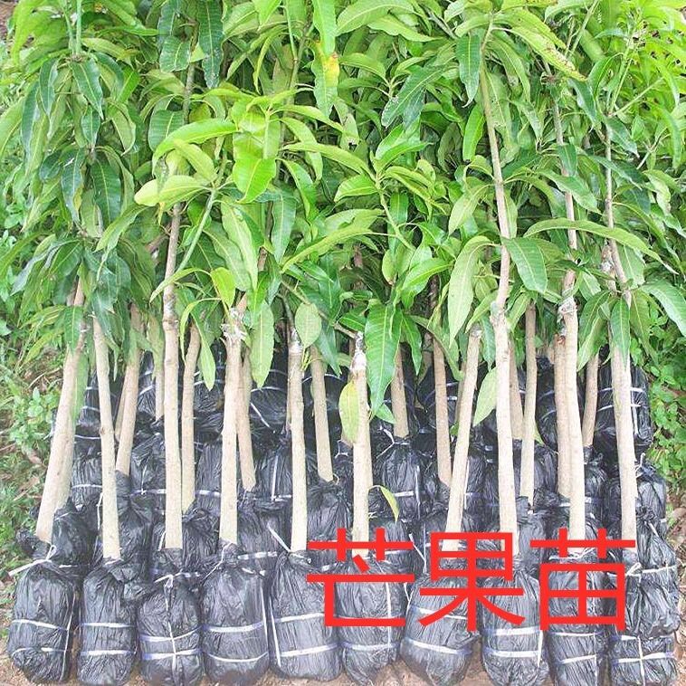 正宗嫁接贵妃可盆栽带土芒果苗