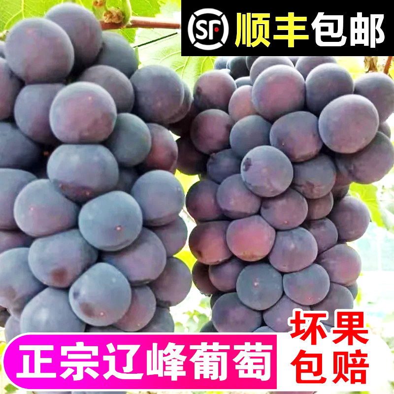 东北辽峰葡萄新鲜无籽应季水果黑提特大果非巨峰葡萄顺丰整箱包邮