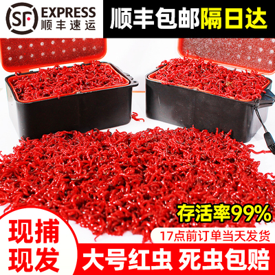 红虫活饵特大号公虫活体鲜活