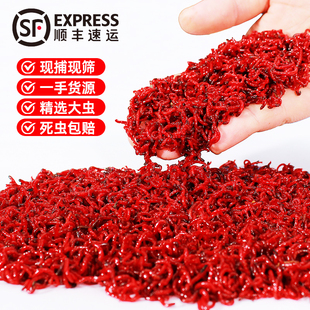 红虫活饵特大号黑头公虫活体鲜活拉饵秋冬季鲫鱼野钓饵料蚯蚓鱼饵