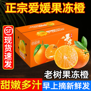 四川爱媛果冻橙现摘现发10斤甜嫩多汁顺丰包邮大果礼盒装孕妇水果