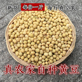 农家自留种老品种黄豆 打豆浆生豆芽做豆腐小笨黄豆1斤装 非转基因