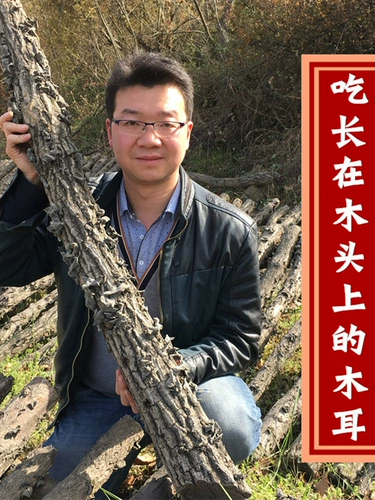 Зимний гриб Shaanxi Special Products Цинь Линг Точиджи Черный Тмурус Зимний ухой сушка 500 г не -северо -востока осенний гриб дикий гриб