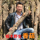 新货秦岭野生椴木香菇新鲜干货500g冬菇蘑菇含小花菇香茹散装 一斤