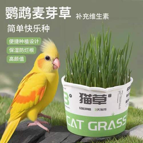鹦鹉麦芽草粮草盒猫草
