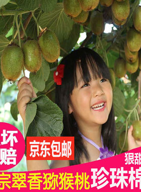 大果翠香猕猴桃包邮新鲜周至水果