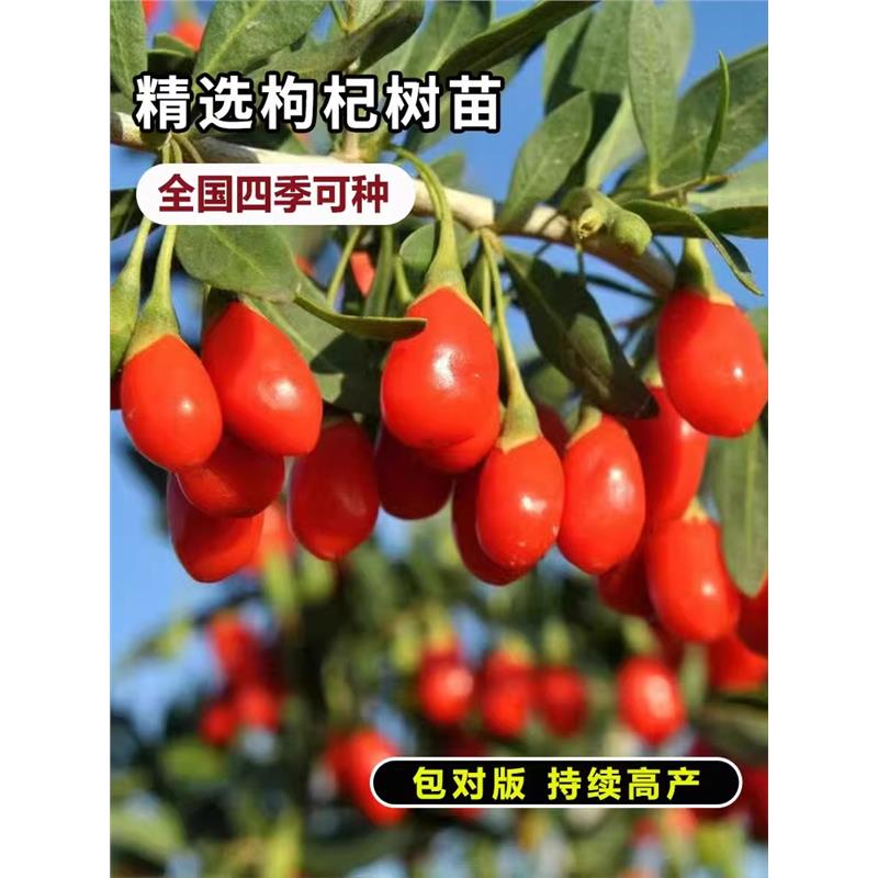 枸杞树苗宁夏红黑枸杞黄枸杞地栽盆栽南北方食用保健蔬菜阳台庭院