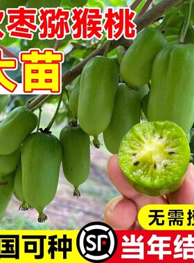 软枣猕猴桃果苗四季盆栽